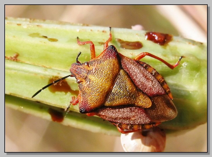 Carpocoris pudicus? Nooooooo... Carpocoris mediterraneus